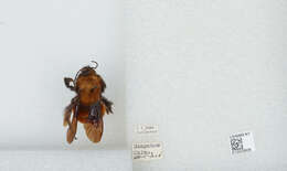 Image of Bombus atripes Smith 1852