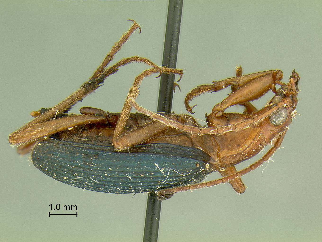 Image of Brachinus (Neobrachinus) oaxacensis Erwin 1970
