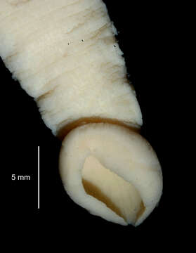 صورة Pterobdellina Boisen Bennike & Bruun 1939