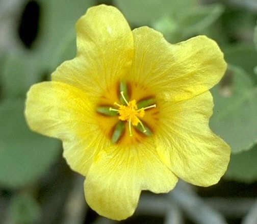 Image of yellow ‘ilima