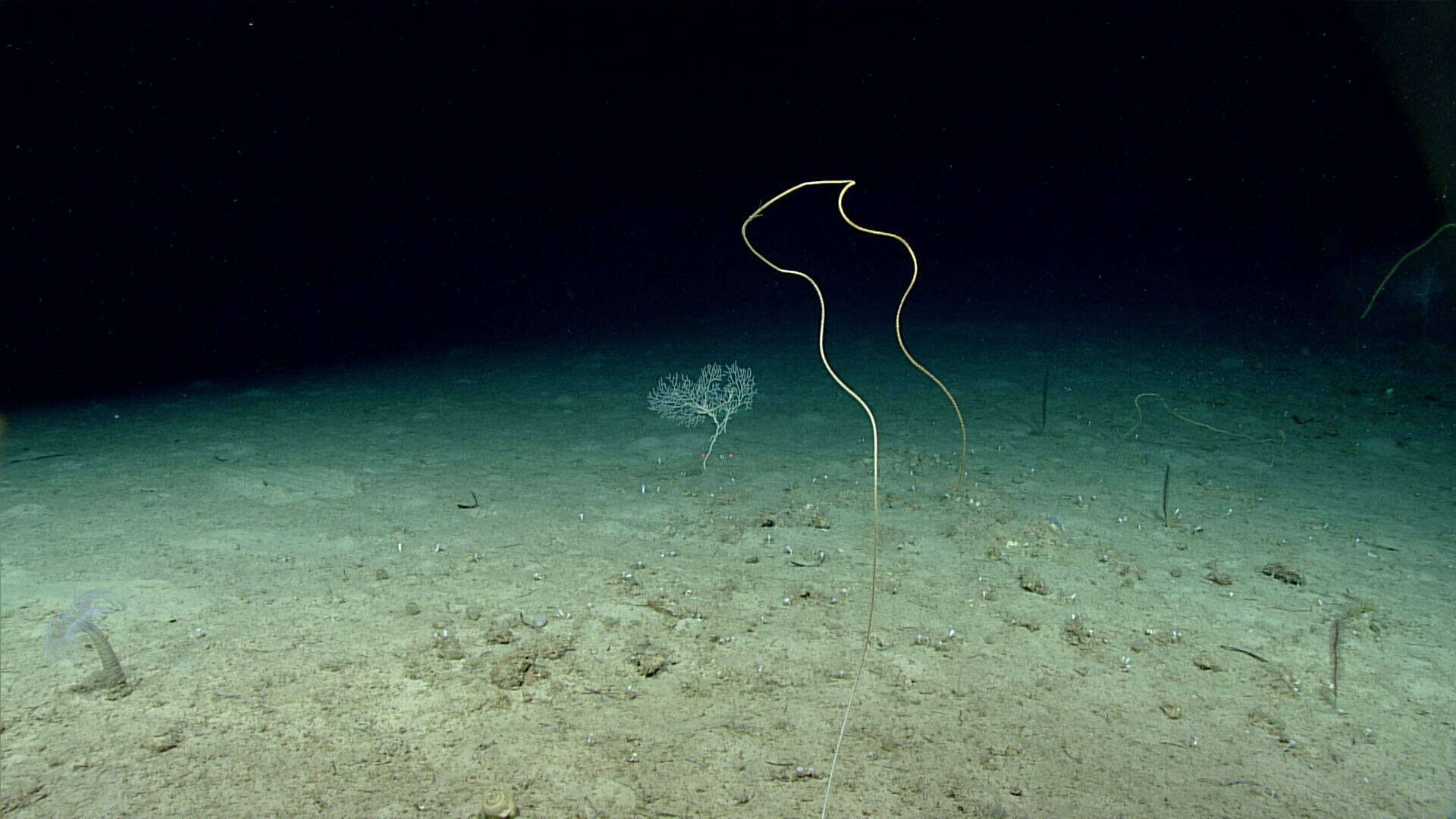 Image of long sea whip