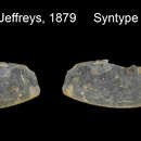 Image of Silicula fragilis Jeffreys 1879