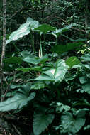 Image of giant philodendron