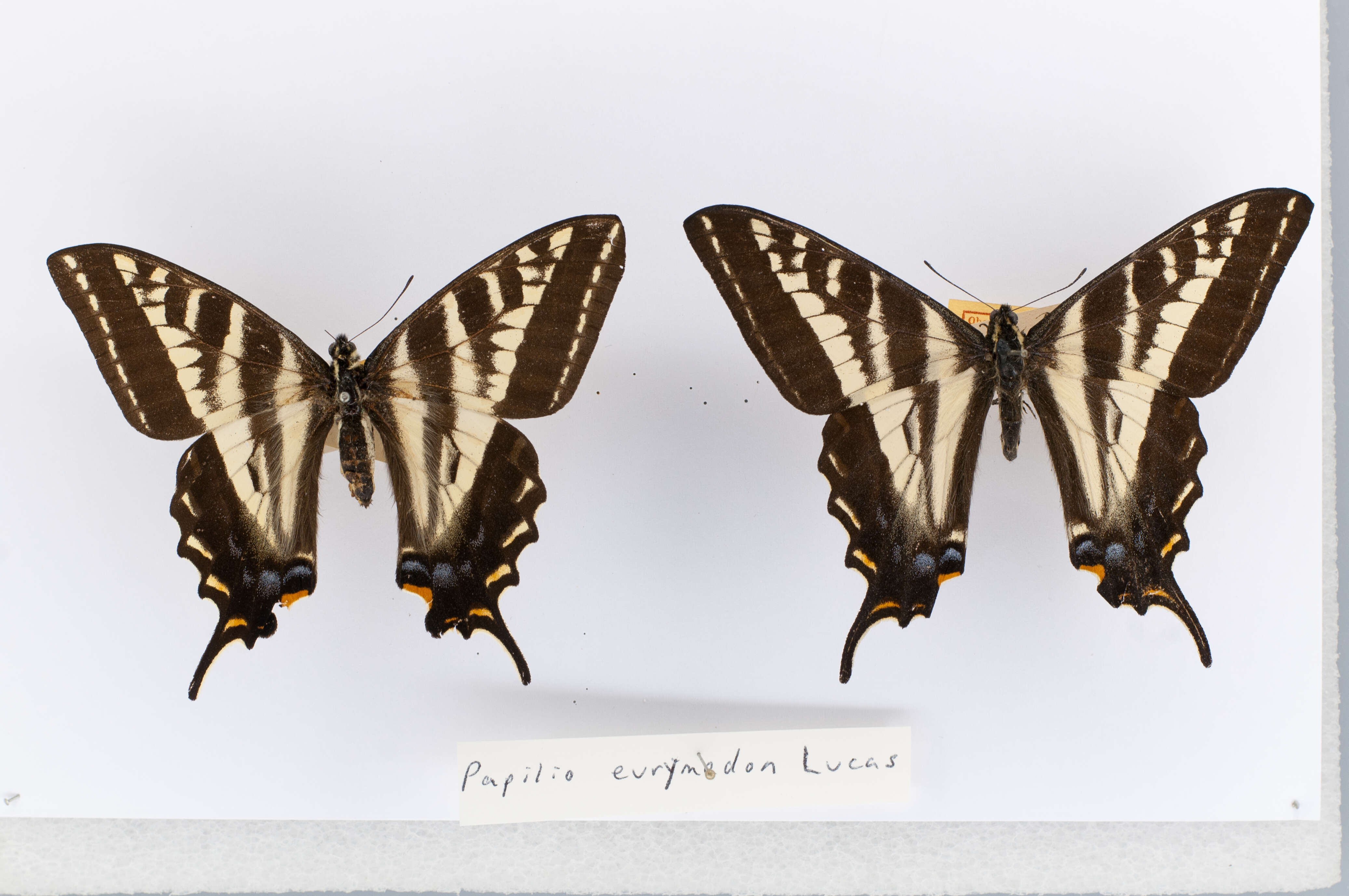 Image of Pale Swallowtail