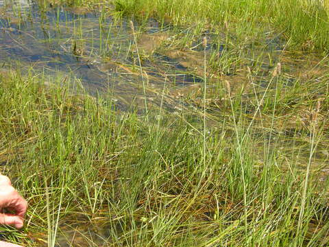 Image of Alpine Foxtail