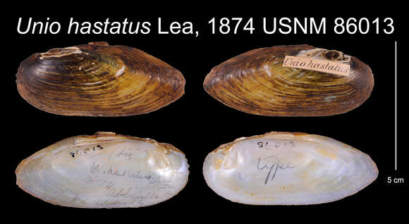 Image of Unio hastatus I. Lea 1874