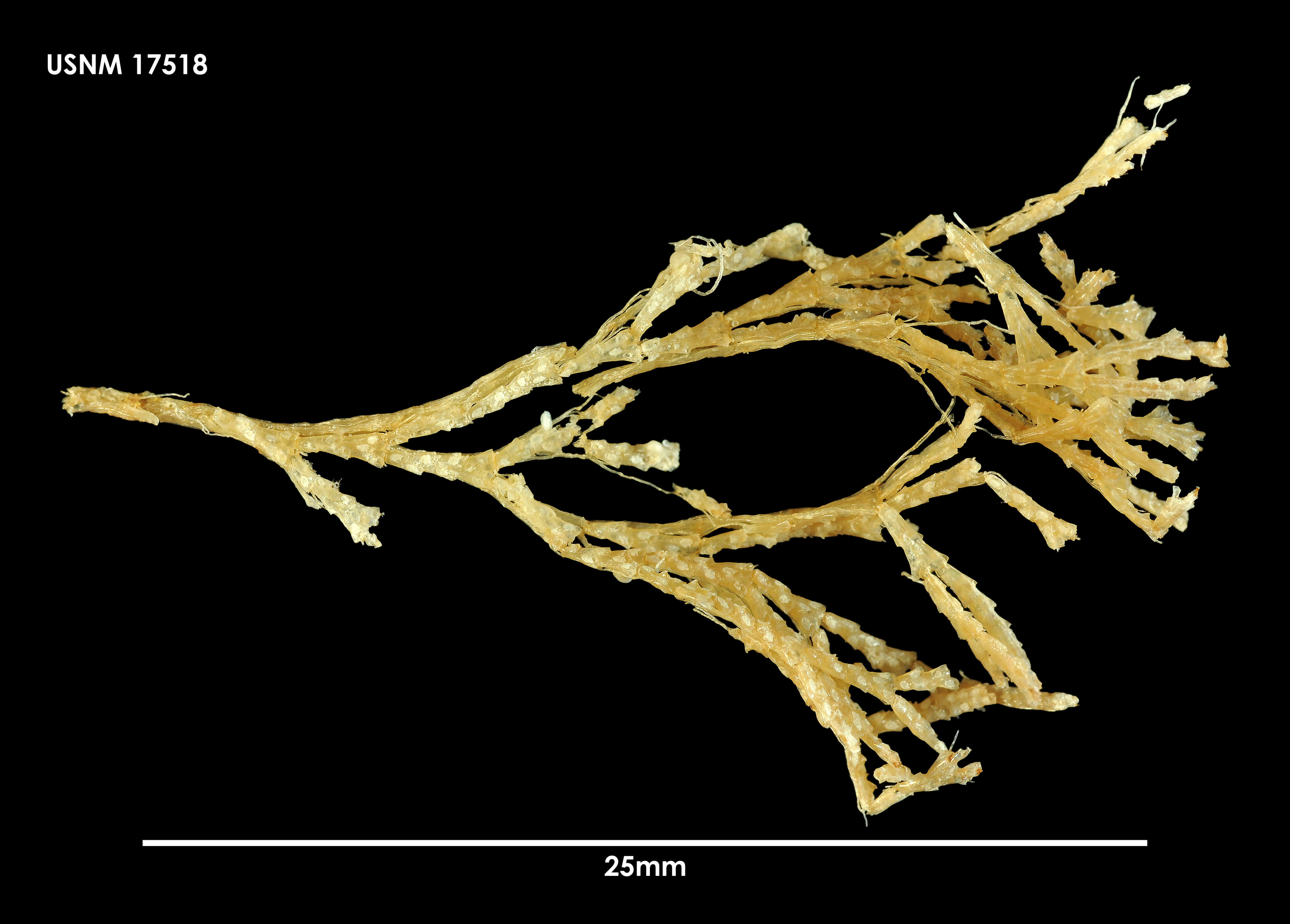 Image de Notoplites drygalskii (Kluge 1914)