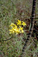 Image of Mauna Loa beggarticks