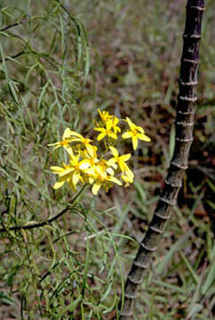 Image of Mauna Loa beggarticks