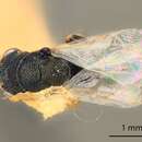 Image of Eurytoma chrysothamni Bugbee 1975