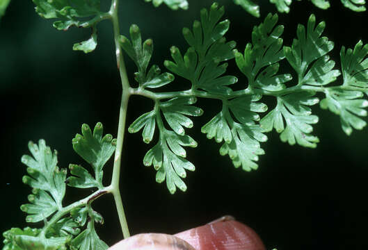 Image of Odontosoria fumarioides (Sw.) J. Sm.