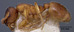 Imagem de Leptothorax muscorum (Nylander 1846)