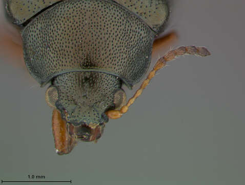 صورة Colaspis puncticollis Say