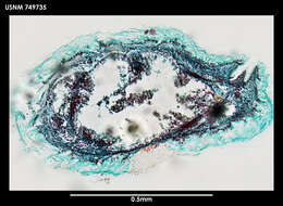 Image of Phyllomenia cornuadentata Salvini-Plawen 1978