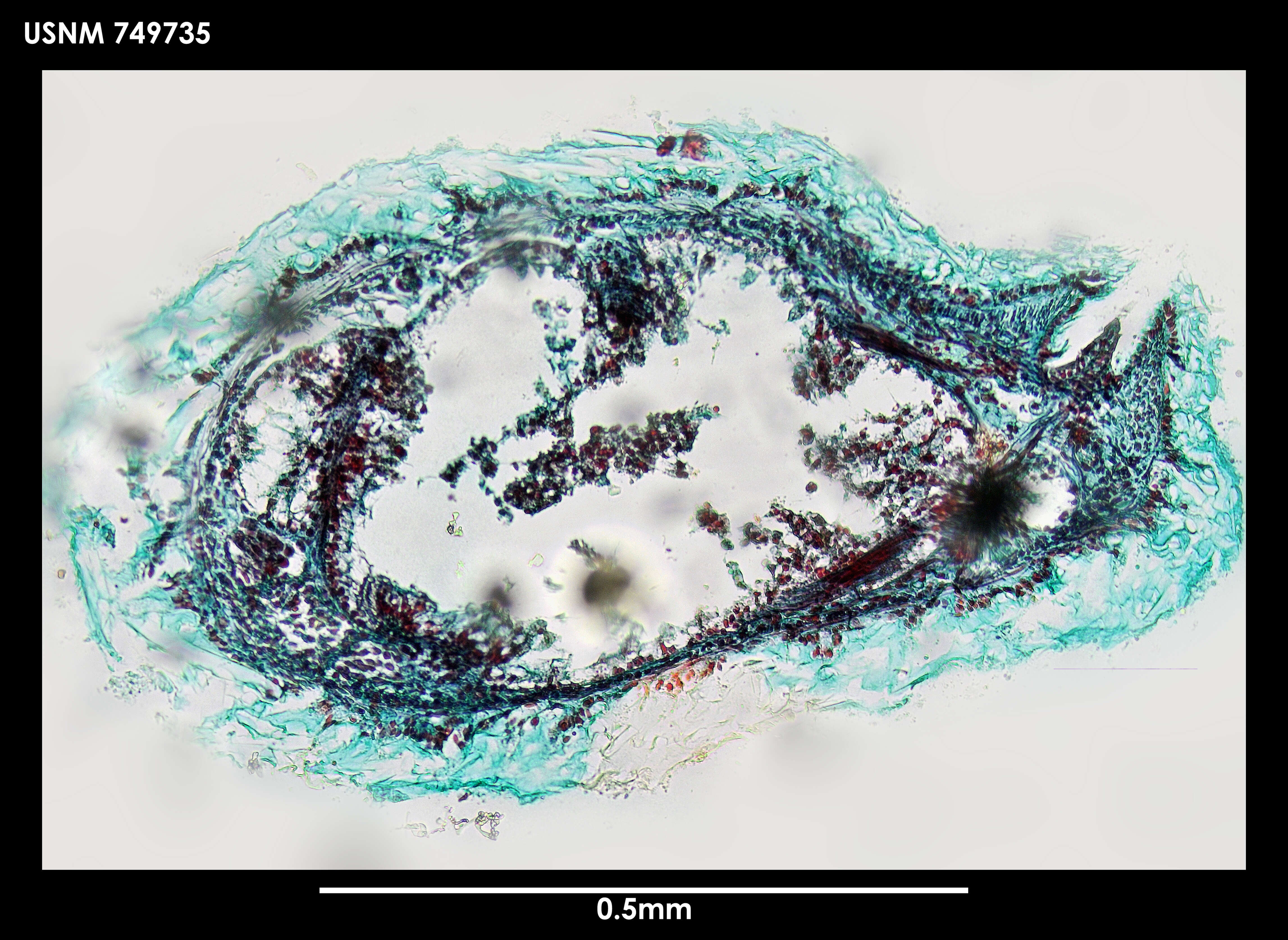 Image of Phyllomenia cornuadentata Salvini-Plawen 1978