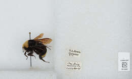 Image of Vosnesensky Bumble Bee