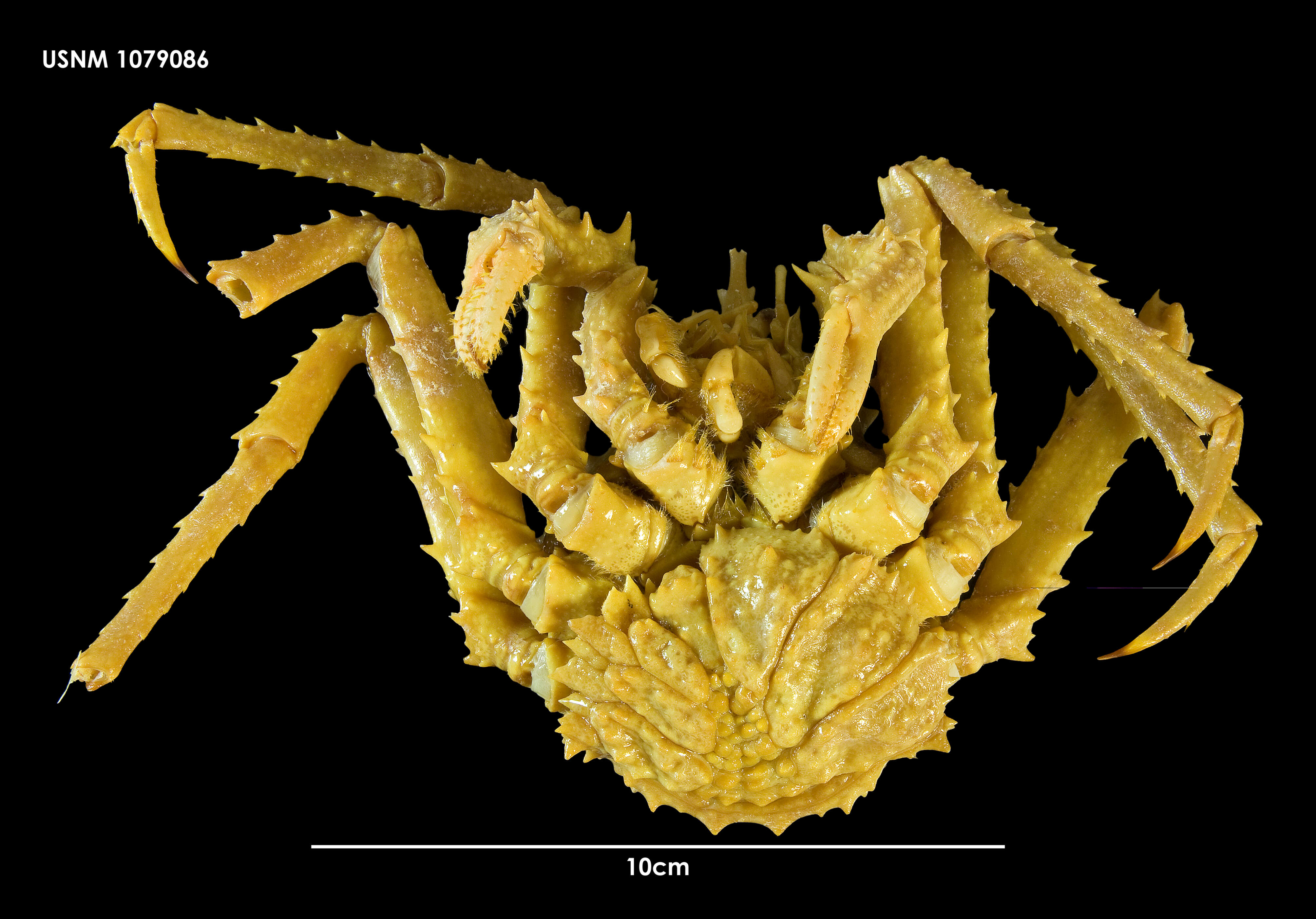 Слика од Lithodes murrayi Henderson 1888