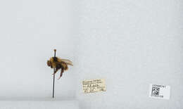 Image of Frigid Bumble Bee