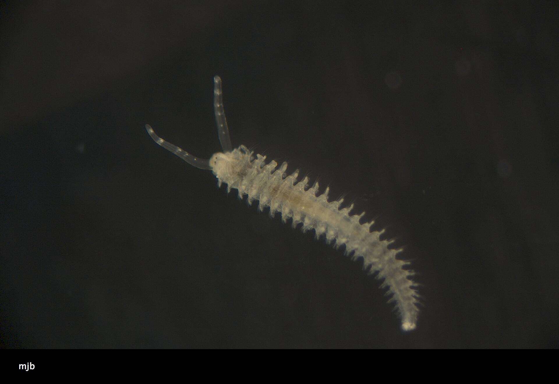 Image of Spionidae