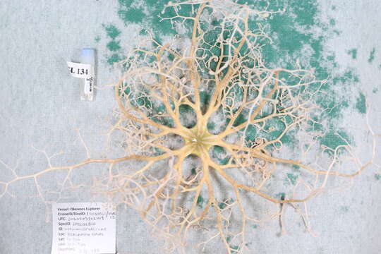 Astrodendrum Döderlein 1911 resmi