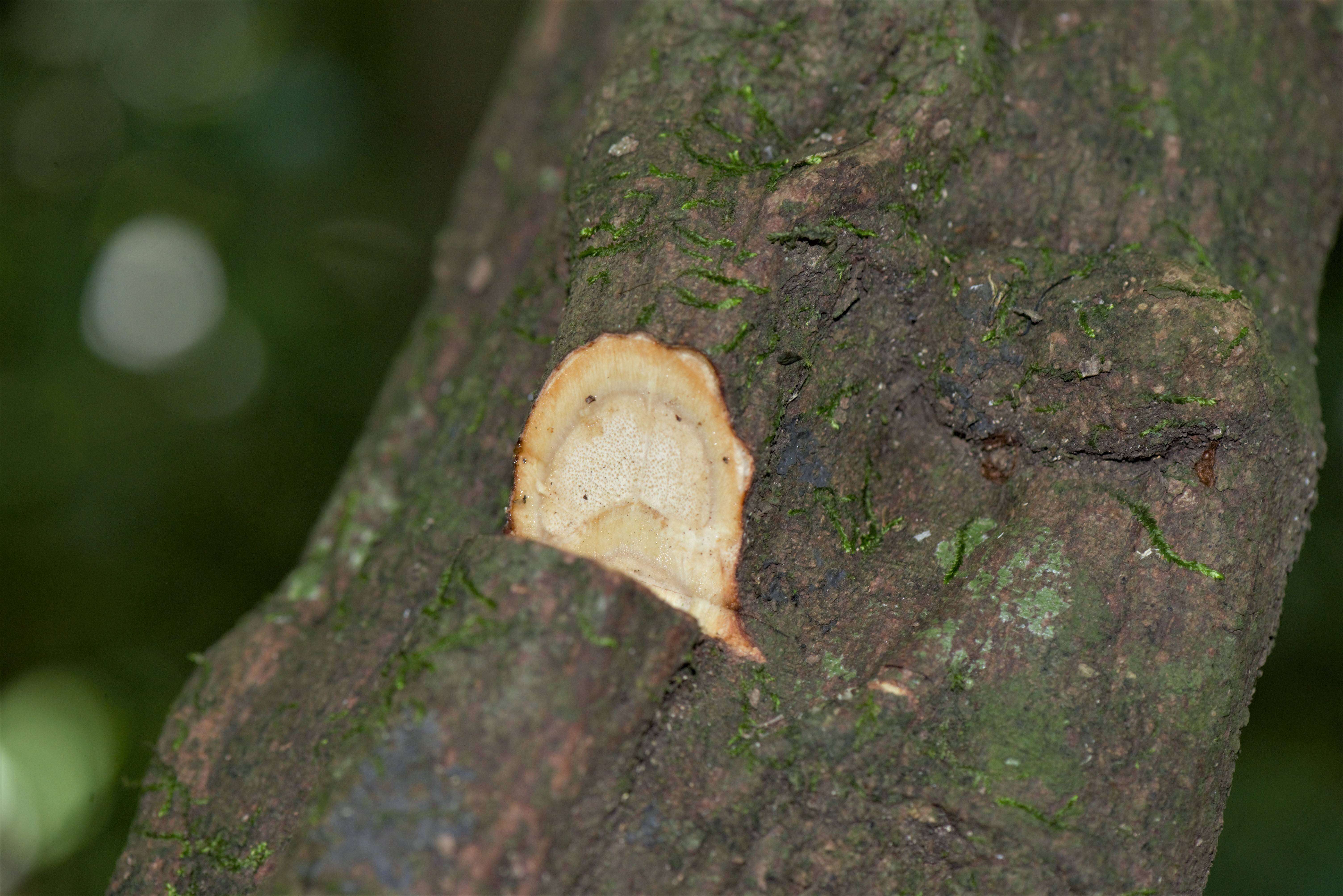 Imagem de Thinouia scandens Triana & Planch.