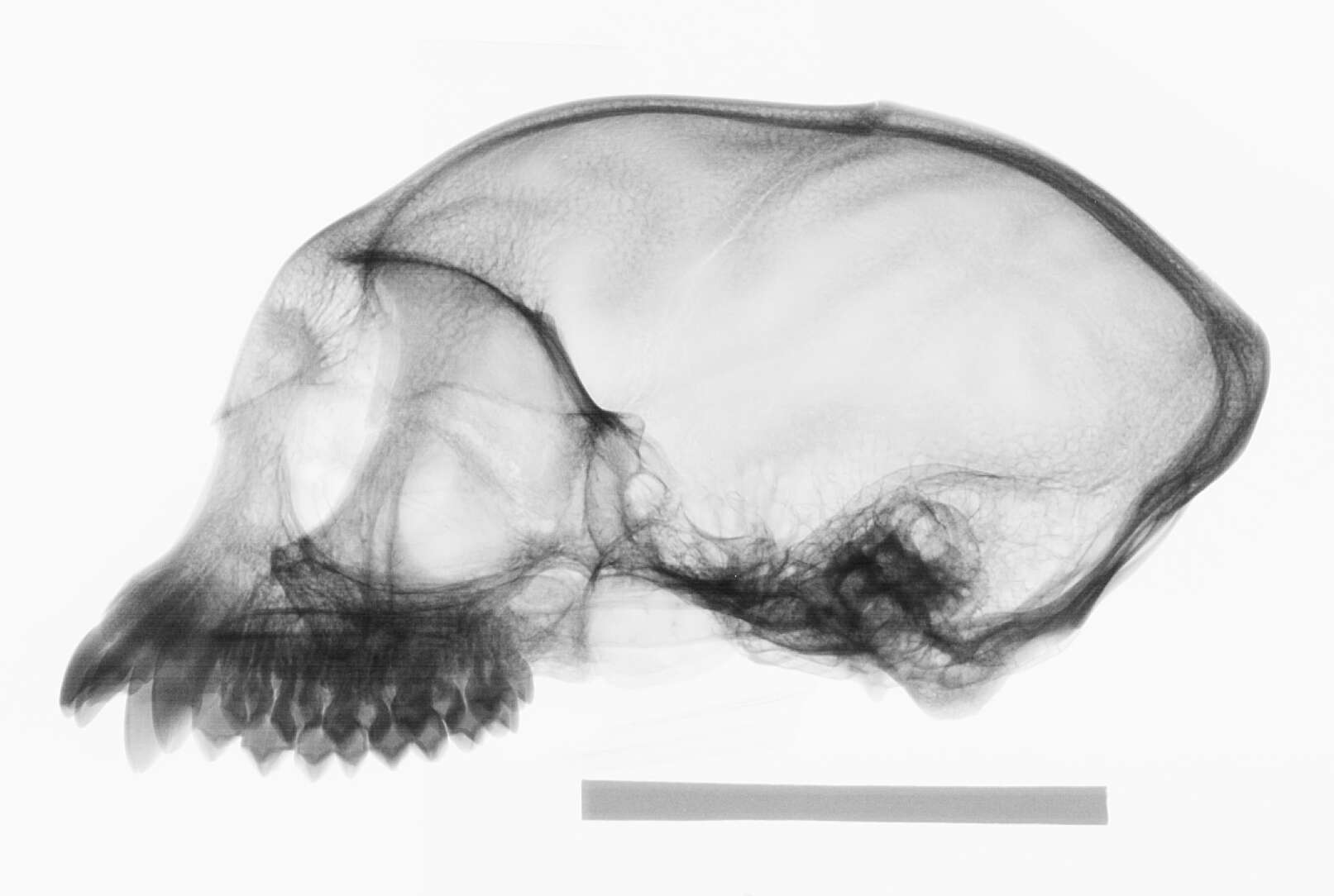 Image of Presbytis sumatrana (Müller & Schlegel 1841)