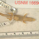 Image of Sphaerodactylus clenchi apocoptus Schwartz 1983