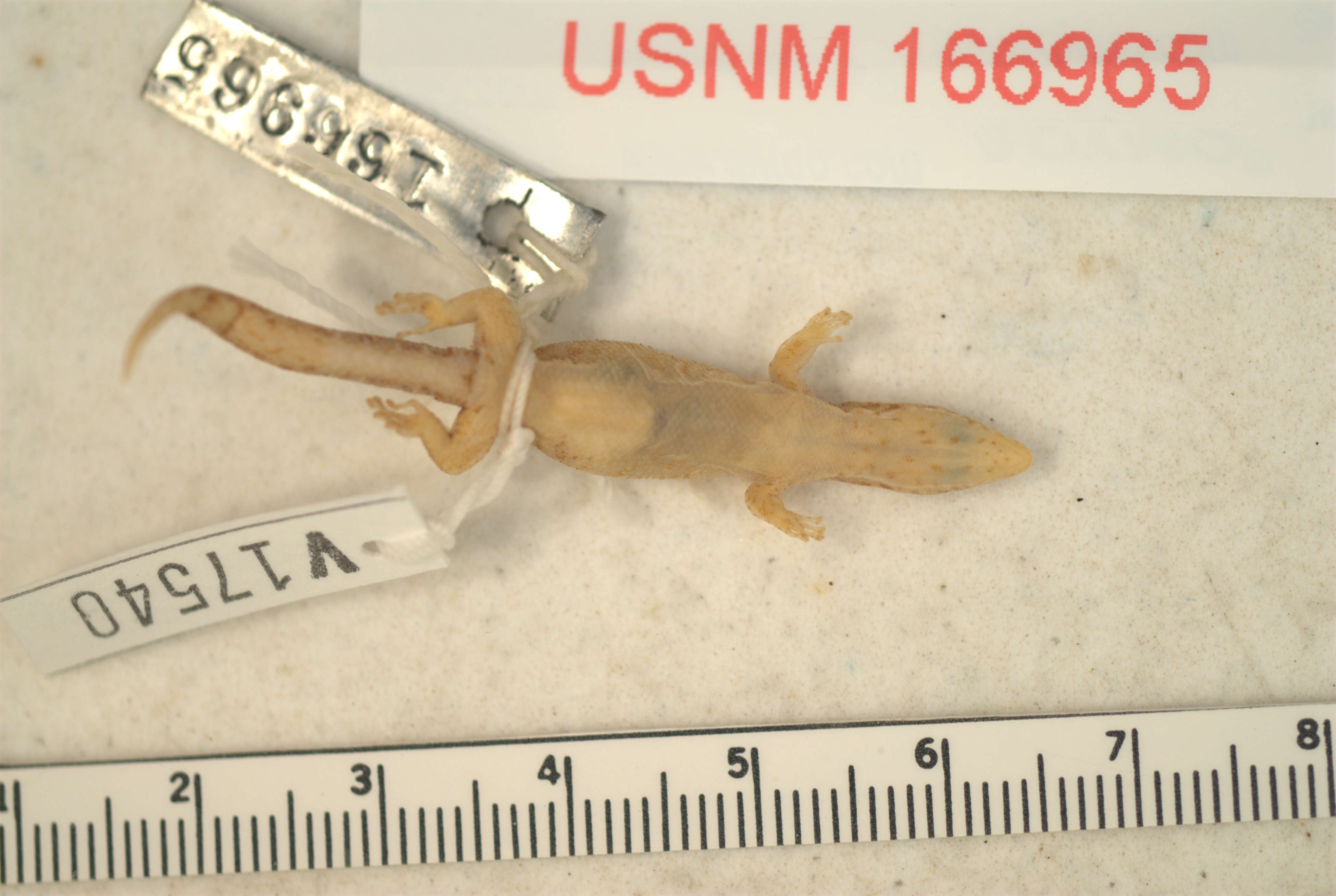 Image of Sphaerodactylus clenchi apocoptus Schwartz 1983