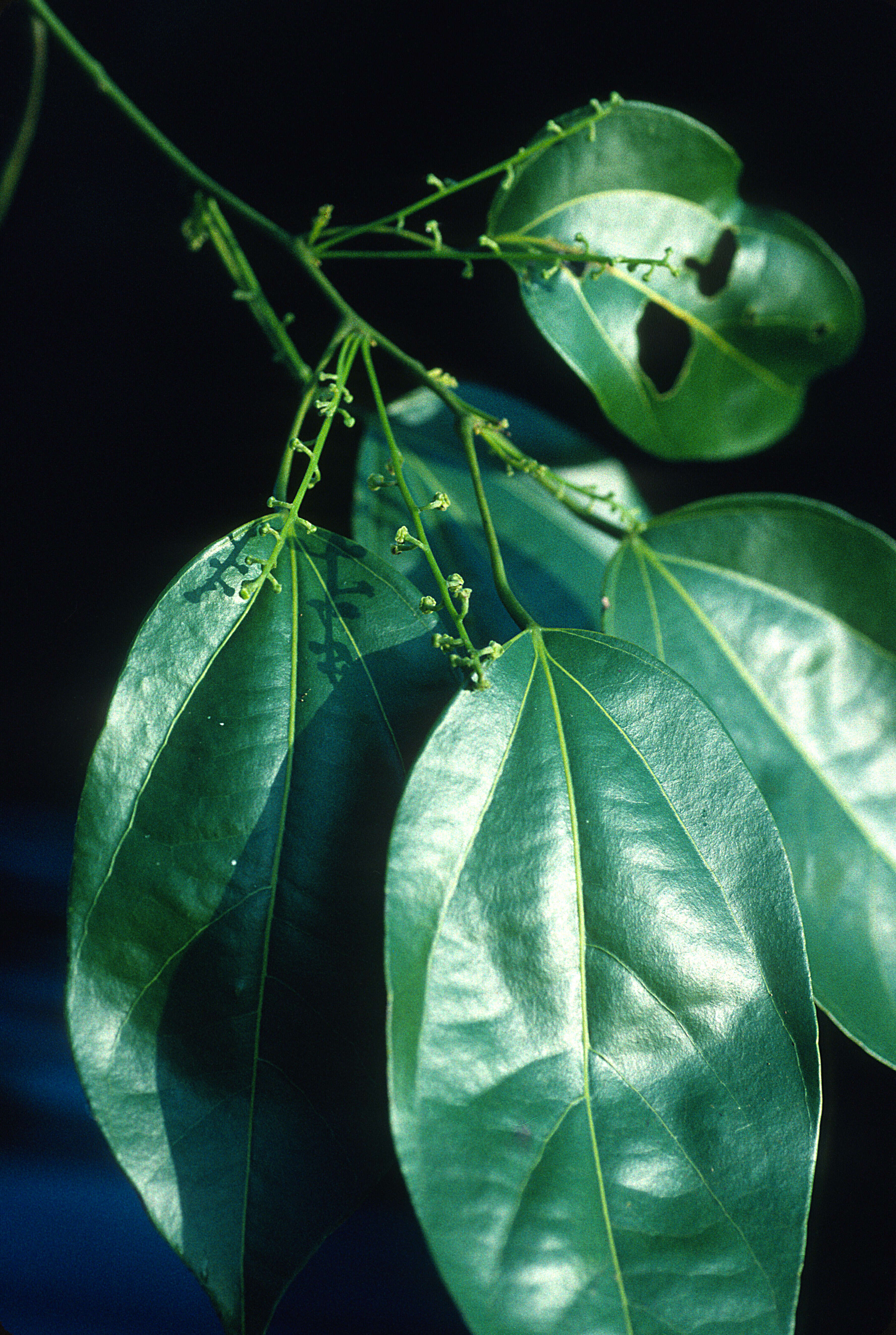 Image of Abuta imene (C. Martius) Eichler