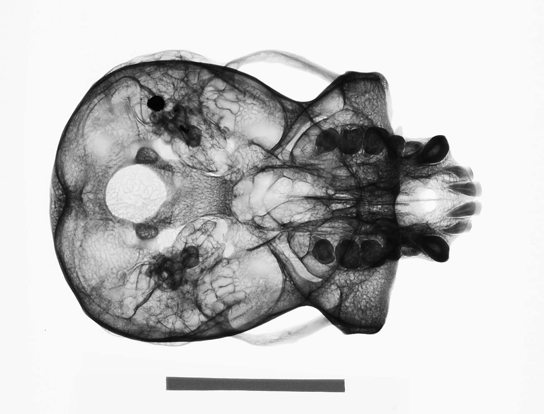 Слика од Hylobates lar carpenteri Groves 1968