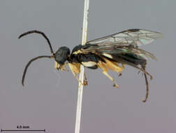 Image of <i>Macrophya lineatana</i> Rohwer