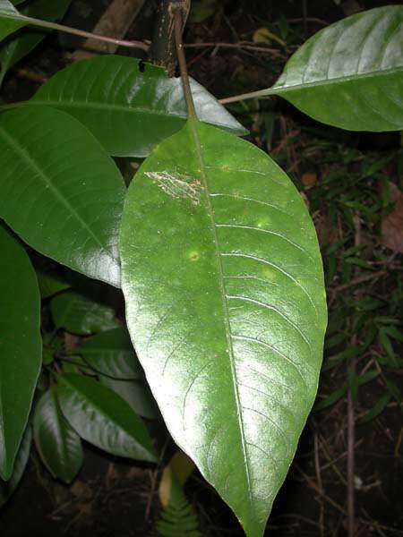 Plancia ëd Charpentiera densiflora Sohmer