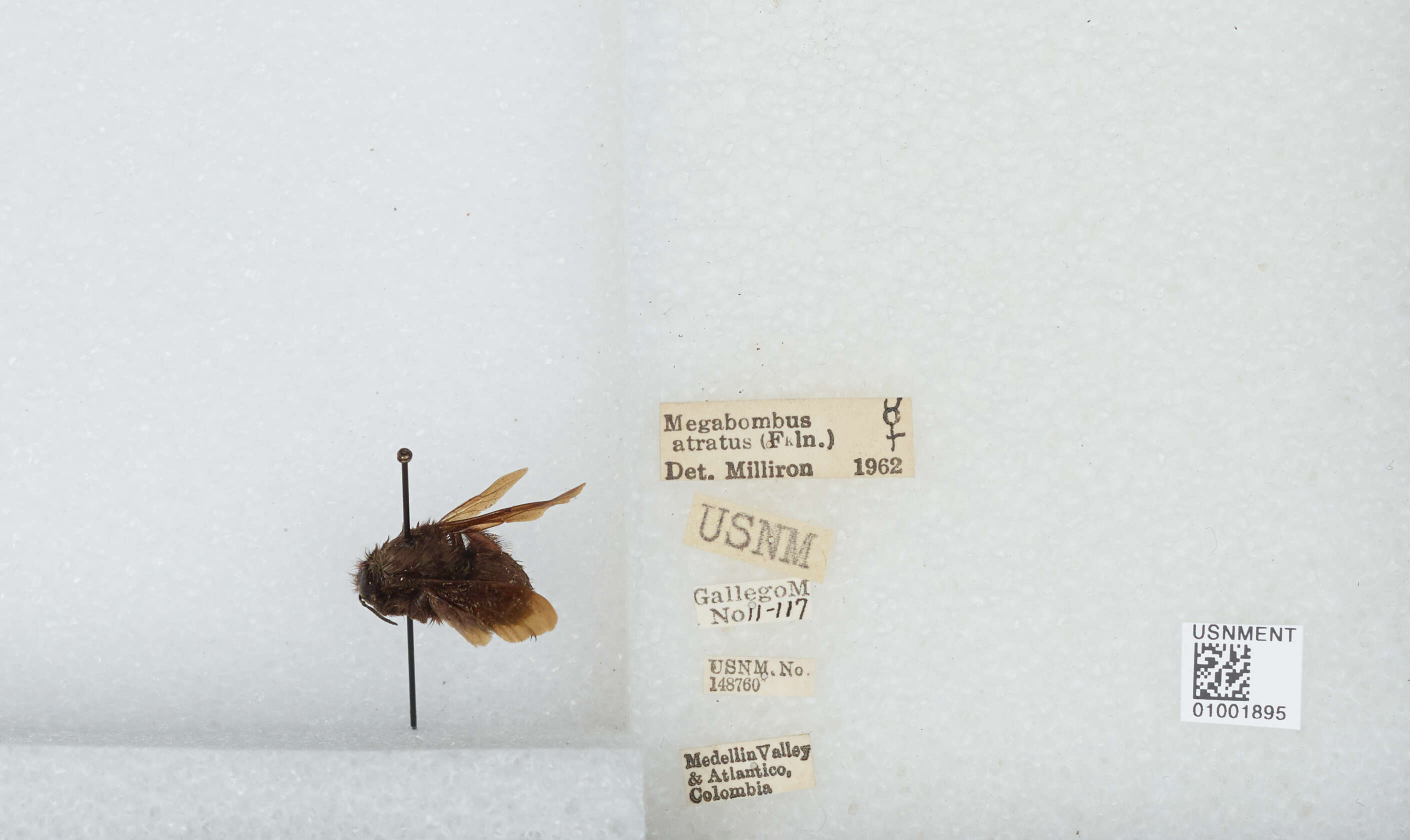 Image of Bombus pauloensis Friese 1912