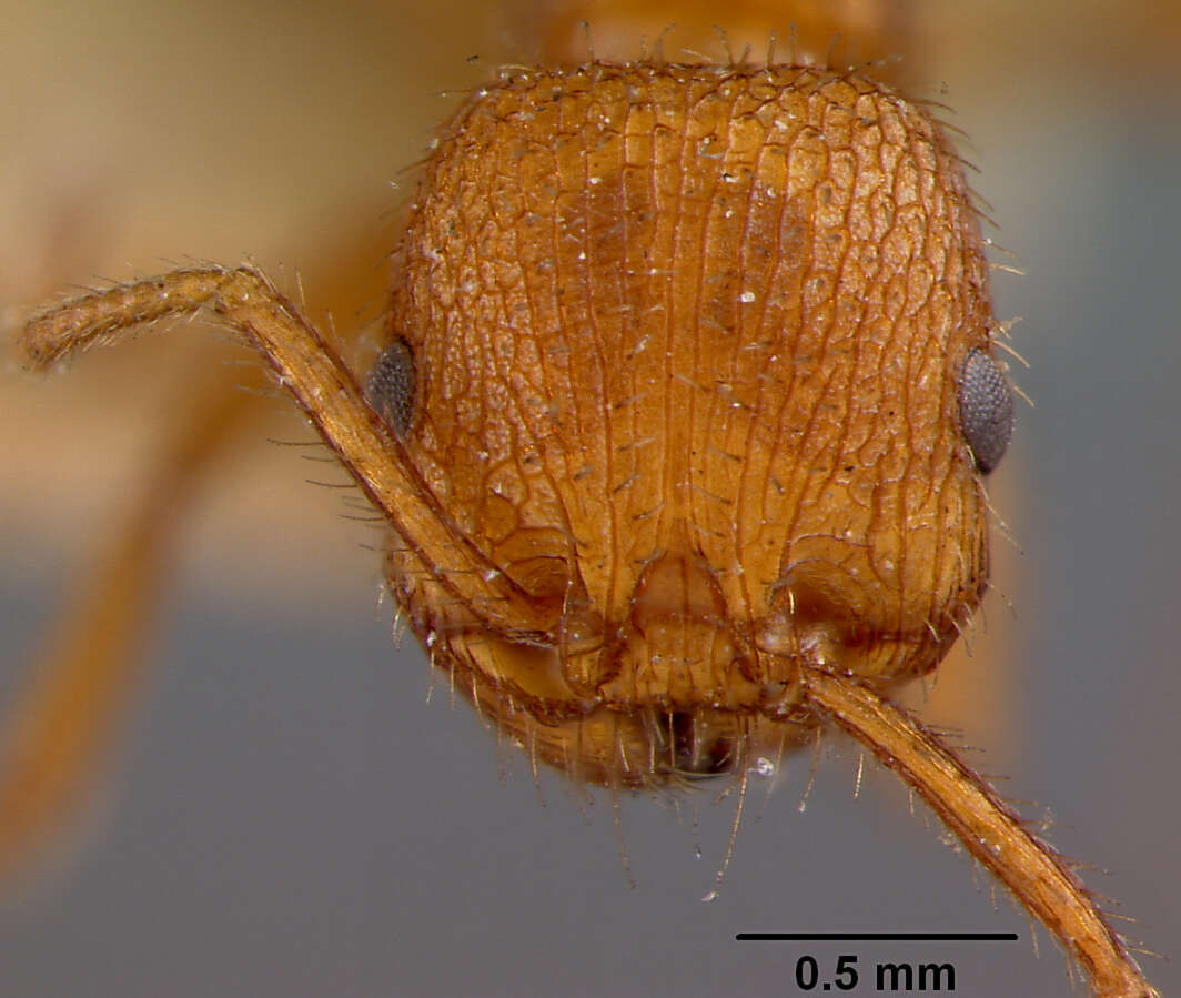 Image of Pogonomyrmex naegelii Forel 1878