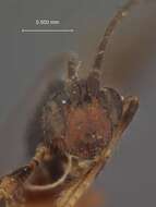 Image of Spathius pasyphae biliranensis Nixon 1943