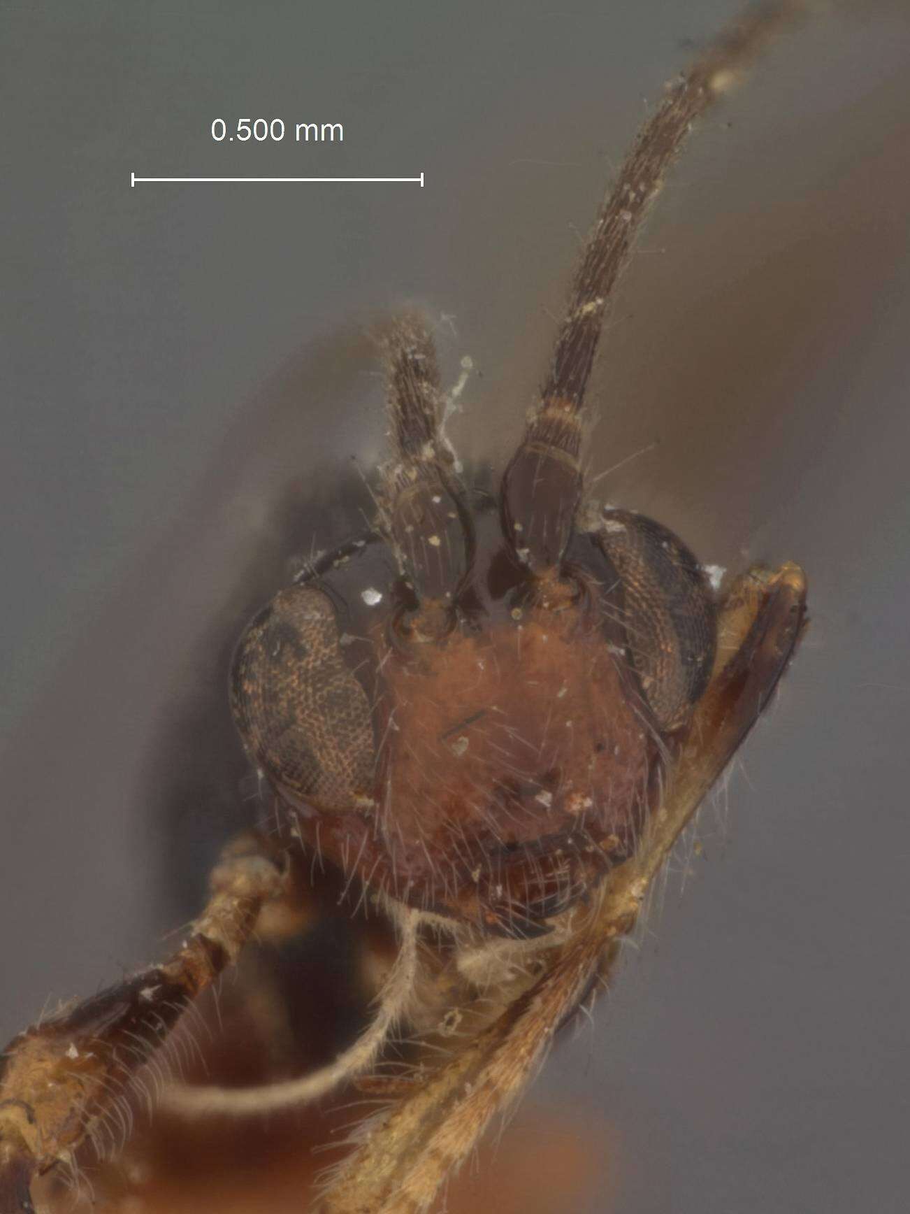 Image of Spathius pasyphae biliranensis Nixon 1943