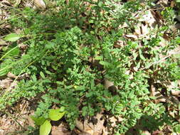 Sivun Hypericum hypericoides subsp. multicaule (Michaux ex Willd.) N. K. B. Robson kuva