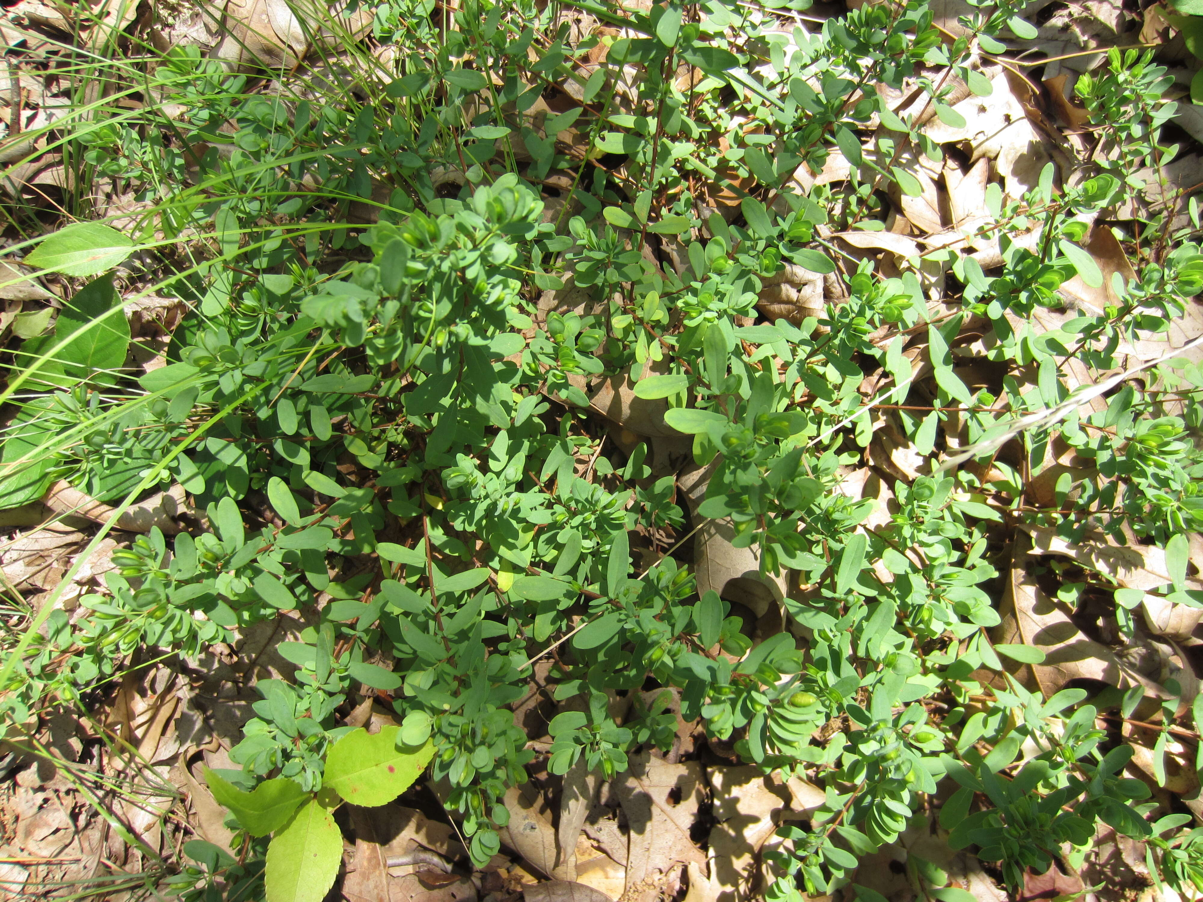 Imagem de Hypericum hypericoides subsp. multicaule (Michaux ex Willd.) N. K. B. Robson