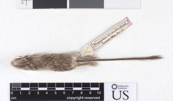 Image of Chaetodipus intermedius phasma (Goldman 1918)