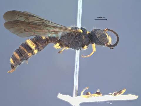 Cerceris umbinifera Maidl 1926 resmi