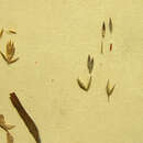 Plancia ëd Poa kerguelensis (Hook. fil.) Steud.