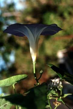 Image of Ololiuqui or Mexican Morning Glory