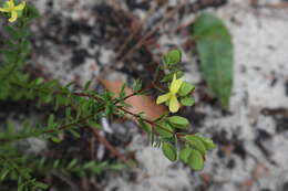 Imagem de Hypericum hypericoides (L.) Crantz