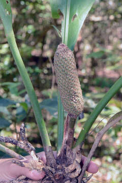 Image of Anthurium plowmanii Croat