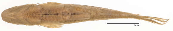 Image of Blackline Rasbora