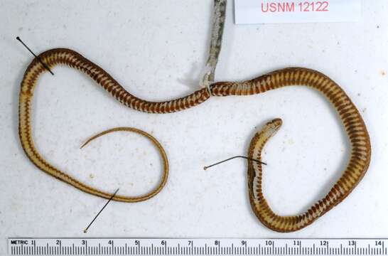Image of Ringneck Coffee Snake