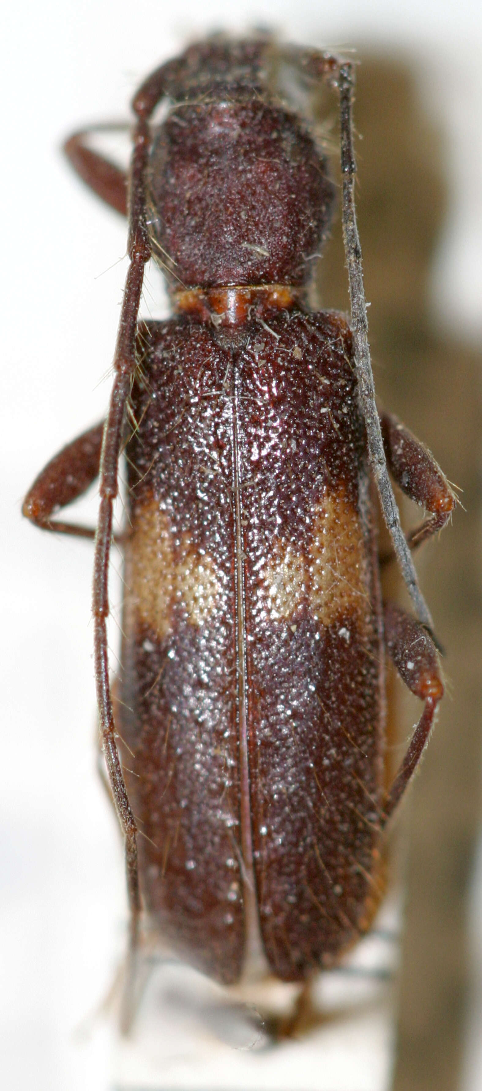 Image of Penichroa