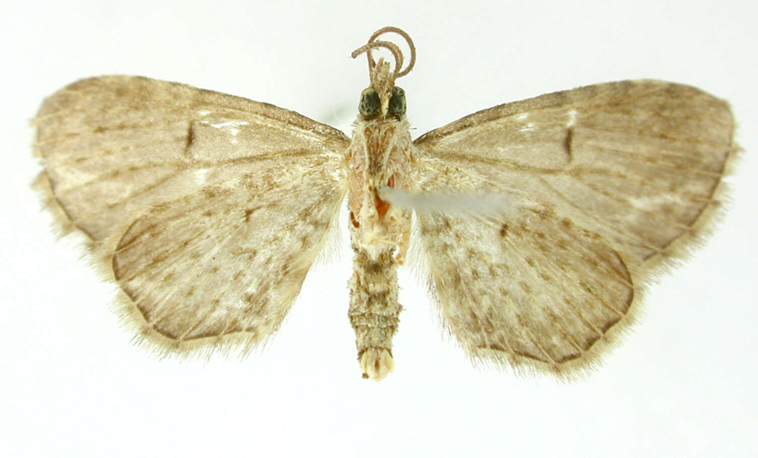Image of Eupithecia cabria Dognin 1899
