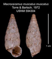 Image of <i>Macroceramus <i>muscatus</i></i> muscatus