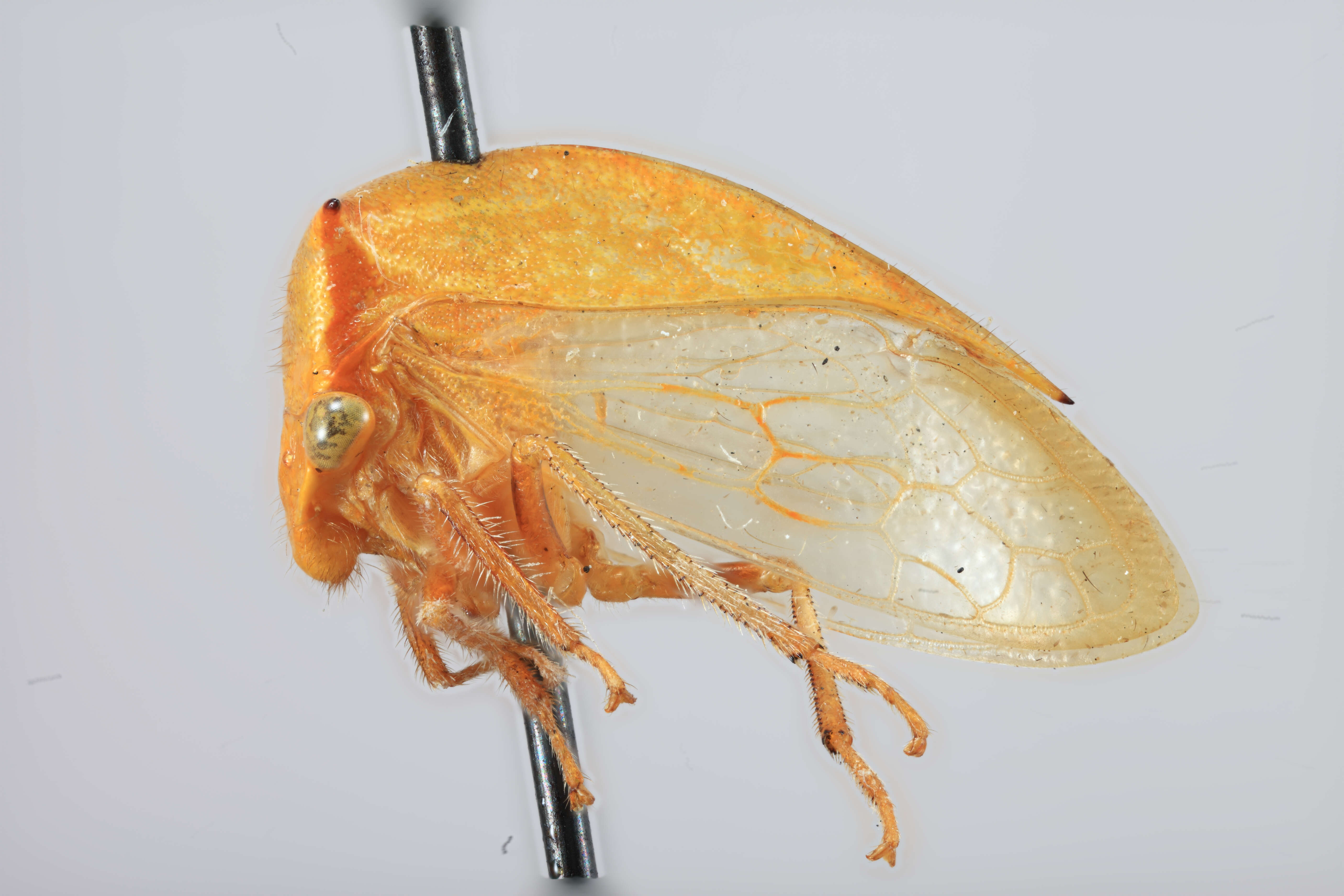 Image of Stictocephala brevitylus dolichotylus Caldwell